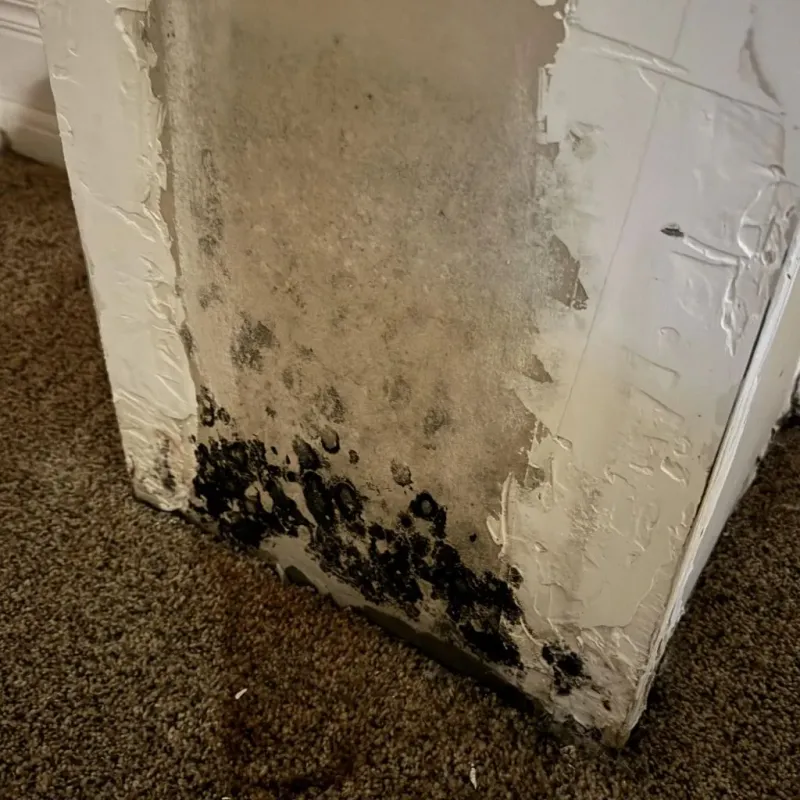Professional Mold Removal in Rogers, AR